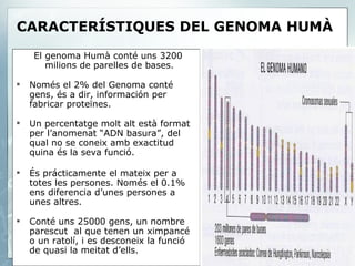 CARACTERÍSTIQUES DEL GENOMA HUMÀ   El genoma Humà conté uns 3200 milions de parelles de bases. Només el 2% del Genoma conté gens, és a dir, información per fabricar proteïnes. Un percentatge molt alt està format per l’anomenat “ADN basura”, del qual no se coneix amb exactitud quina és la seva funció. És prácticamente el mateix per a totes les persones. Només el 0.1% ens diferencia d’unes persones a unes altres. Conté uns 25000 gens, un nombre parescut  al que tenen un ximpancé o un ratolí, i es desconeix la funció de quasi la meitat d’ells. 