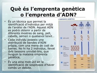 Què és l’emprenta genètica  o l’emprenta d’ADN? És un técnica que permet la identificació d’individus per mitjà de l’anàlisi de l’ADN. Aquest ADN es podrà obtenir a partir de diferents mostres de sang, pell, cabells, semen o qualsevol teixit…  Cada individu poseeix una distribució de bandes d’ADN pròpia, com una mena de codi de barres. No hi ha 2 individus, llevat dels bessons univitel·lins, que tenguin la mateixa emprenta genètica, És una eina molt útil en la identificació de sospitosos d’haver comès un delicte. 