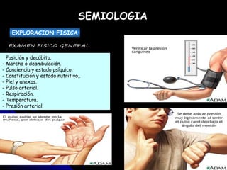 -  Posición y decúbito.  - Marcha o deambulación.  - Conciencia y estado psíquico.  - Constitución y estado nutritivo..  - Piel y anexos.  - Pulso arterial.  - Respiración.  - Temperatura.  - Presión arterial. SEMIOLOGIA EXPLORACION FISICA EXAMEN FISICO GENERAL 