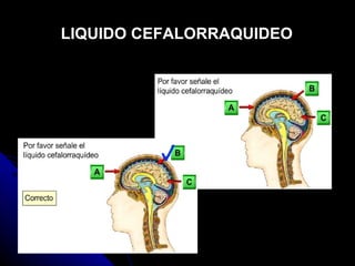 LIQUIDO CEFALORRAQUIDEO 