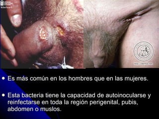 Es más común en los hombres que en las mujeres. Esta bacteria tiene la capacidad de autoinocularse y reinfectarse en toda la región perigenital, pubis, abdomen o muslos. 