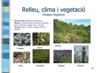 54
Relleu, clima i vegetació
Imatges-Vegetació
Espígol
Farigola
Romaní
MATOLLAR (MÀQUIA I GARRIGA):
Màquia: massa forestal...