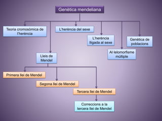 Genètica mendeliana
Lleis de
Mendel
Primera llei de Mendel
Teoria cromosòmica de
l’herència
L’herència del sexe
Segona llei de Mendel
Tercera llei de Mendel
Al·lelomorfisme
múltiple
Correccions a la
tercera llei de Mendel
L’herència
lligada al sexe
Genètica de
poblacions
 