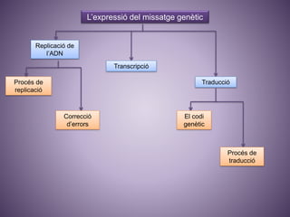 L’expressió del missatge genètic
Replicació de
l’ADN
Procés de
replicació
Correcció
d’errors
Transcripció
Traducció
El codi
genètic
Procés de
traducció
 