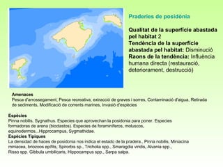 Amenaces Pesca d'arrossegament, Pesca recreativa, extracció de graves i sorres, Contaminació d'aigua, Retirada de sediments, Modificació de corrents marines, Invasió d'espècies Espècies Pinna nobilis, Sygnathus. Especies que aprovechan la posidonia para poner. Especies formadoras de arena (bioclastos). Especies de foraminíferos, moluscos, equinodermos...Hipprocampus, Sygmathidae. Espècies Típiques La densidad de haces de posidonia nos indica el estado de la pradera., Pinna nobilis, Miniacina miniacea, briozoos epífits, Spirorbis sp., Tricholia spp., Smaragdia viridis, Alvania spp., Risso spp. Gibbula umbilicaris, Hippocampus spp., Sarpa salpa. Praderies de posidònia Qualitat de la superfície abastada pel habitat  2 Tendència de la superfície abastada pel habitat:  Disminució Raons de la tendència:  Influència humana directa (restauració, deteriorament, destrucció) 