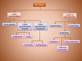 Els lípids
Lípids
saponificables
Àcids grassos
CeresAcilglicèrids
Lípids
saponificables
simples
Lípids no
saponificables
Altres esteroidesColesterol
Vitamines
liposolubles
EsfingolípidsFosfolípids
Lípids
saponificables
complexos
Isoprenoides
Esteroides
Icosanoides
 