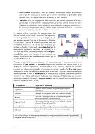 •

Autoregulació (homeòstasis). Totes les respostes immunitàries normals disminueixen
amb el pas del temps, de tal manera que el sistema immunitari recupera el seu estat
basal de repòs i és capaç de reaccionar a l’entrada de nous antígens.

•

Tolerància. Una de les propietats més destacades del sistema immunitari és la seva
capacitat per reconèixer molts antígens estranys, respondre a ells i eliminar-los sense
reaccionar agressivament contra substàncies antigèniques del propi individu (proteïnes).
La insensibilitat enfront les cèl·lules i teixits propis s’anomena tolerància i, si aquesta
es trenca, és quan apareixen les malalties autoimmunes.

La següent gràfica exemplifica les característiques del
sistema immune (especificitat, memòria i autoregulació):
mostra la quantitat d’anticossos en sang al llarg del temps
(en setmanes) davant l’entrada de dos antígens diferents.
Quan s’injecta l’antigen A, l’organisme respon amb una
proliferació d’anticossos al cap de dues setmanes que
arriba a un llindar i s’autoregula (resposta primària). Si
posteriorment injectem els antígens A i B, la resposta a l’A
serà molt més ràpida i elevada quantitativament (resposta
secundària), mentre que l’antigen B experimentarà una
resposta primària amb les mateixes característiques que la
primària de l’antigen A.
Tots aquests trets de la immunitat adaptativa són necessaris perquè el sistema immune funcioni
òptimament. L’especificitat i la memòria ens permeten organitzar una resposta major si es
tracta d’una estimulació persistent o recurrent amb el mateix antigen; i, per tant, ens permeten
combatre les infeccions prolongades o les contretes repetides vegades. La diversitat resulta
fonamental si volem que el sistema protegeixi a les persones contra els nombrosos patògens
possibles presents al medi. L’autoregulació, o contenció de la resposta, permet que el sistema
recuperi el seu estat de repòs després d’eliminar cada antigen i es trobi preparat per respondre
enfront altres antígens. Per últim, l’autotolerància és vital per impedir les reaccions agressives
contra les pròpies cèl·lules i teixits.
Característica

Importància funcional

Especificitat

Garanteix que els diferents antígens despertin respostes
específiques.

Diversitat

Deixa que el SI respongui a una gran varietat d’antígens.

Memòria

Dóna lloc a una amplificació de les respostes després de
repetir-se l’exposició la mateix antigen

Expansió clonal

Augmenta la quantitat de limfòcits específics d’un antigen
per seguir el ritme dels microbis

Autoregulació

Permet que el SI respongui al contacte amb antígens nous

Tolerància

Evita la lesió de l’hoste durant les respostes als antígens
estranys.

Les característiques de les respostes immunitàries adaptatives són fonamentals perquè el SI
compleixi les seves funcions.

13

 