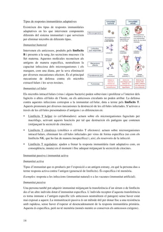 Tipus de respostes immunitàries adaptatives
Existeixen dos tipus de respostes immunitàries
adaptatives en les que intervenen components
diferents del sistema immunitari i que serveixen
per eliminar microbis de diferents tipus.
Immunitat humoral
Intervenen els anticossos, produïts pels limfòcits
B i presents a la sang, les secrecions mucoses i la
llet materna. Aquestes molècules reconeixen als
antígens de manera específica, neutralitzen la
capacitat infecciosa dels microorganismes i els
marquen, com una diana, per la seva eliminació
per diversos mecanismes efectors. És el principal
mecanisme de defensa contra els microbis
extracel·lulars i les seves toxines.
Immunitat cel·lular
Els microbis intracel·lulars (virus i alguns bacteris) poden sobreviure i proliferar a l’interior dels
fagòcits o altres cèl·lules de l’hoste, on els anticossos circulants no poden arribar. La defensa
contra aquestes infeccions correspon a la immunitat cel·lular, duta a terme pels limfòcits T.
Aquests promouen per diversos mecanismes la destrucció de les cèl·lules infectades. S’activen a
través de les cèl·lules presentadores d’antígens i es diferencien en:
•

Limfòcits T helper (o col·laboradors): actuen sobre els microorganismes fagocitats per
macròfags, activant aquests leucòcits per tal que destrueixin els patògens que contenen
(mitjançant la secreció de citocines).

•

Limfòcits T citotòxics (citolítics o cèl·lules T efectores): actuen sobre microorganismes
intracel·lulars, eliminant les cèl·lules infectades per virus de forma específica (no com els
limfòcits NK, que ho fan de manera inespecífica) i, així, els reservoris de la infecció.

•

Limfòcits T reguladors: ajuden a frenar la resposta immunitària (tant adaptativa com, en
conseqüència, innata) en el moment i lloc adequat mitjançant la secreció de citocines.

Immunitat passiva i immunitat activa
Immunitat activa
Tipus d’immunitat que es produeix per l’exposició a un antigen estrany, en què la persona duu a
terme resposta activa contra l’antigen (generació de limfòcits). És específica i té memòria.
Exemples: resposta a les infeccions (immunitat natural) o a les vacunes (immunitat artificial).
Immunitat passiva
Una persona també pot adquirir immunitat mitjançant la transferència d’un sèrum o de limfòcits
des d’un altre individu dotat d’immunitat específica. L’individu receptor d’aquesta transferència
es torna immune a l’antigen específic (els anticossos neutralitzen el patogen) sense haver estat
mai exposat a aquest. La immunització passiva és un mètode útil per donar lloc a una resistència
amb rapidesa, sense haver d’esperar al desencadenament de la resposta immunitària primària.
Aquesta és específica, però no té memòria (només mentre es conserven els anticossos exògens).

14

 
