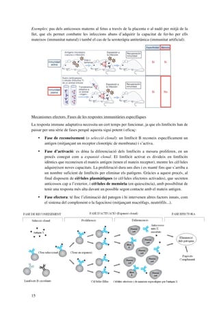Exemples: pas dels anticossos materns al fetus a través de la placenta o al nadó per mitjà de la
llet, que els permet combatre les infeccions abans d’adquirir la capacitat de fer-ho per ells
mateixos (immunitat natural) i també el cas de la seroteràpia antitetànica (immunitat artificial).

Mecanismes efectors. Fases de les respostes immunitàries específiques
La resposta immune adaptativa necessita un cert temps per funcionar, ja que els limfòcits han de
passar per una sèrie de fases perquè aquesta sigui potent i eficaç:
•
•

Fase d’activació: es dóna la diferenciació dels limfòcits a mesura proliferen, en un
procés conegut com a expansió clonal. El limfòcit activat es divideix en limfòcits
idèntics que reconeixen el mateix antigen (tenen el mateix receptor), mentre les cèl·lules
adquireixen noves capacitats. La proliferació dura uns dies i es manté fins que s’arriba a
un nombre suficient de limfòcits per eliminar els patògens. Gràcies a aquest procés, al
final disposem de cèl·lules plasmàtiques (o cèl·lules efectores activades), que secreten
anticossos cap a l’exterior, i cèl·lules de memòria (en quiescència), amb possibilitat de
tenir una resposta més alta davant un possible segon contacte amb el mateix antigen.

•

15

Fase de reconeixement (o selecció clonal): un limfòcit B reconeix específicament un
antigen (mitjançant un receptor clonotípic de membrana) i s’activa.

Fase efectora: té lloc l’eliminació del patogen i hi intervenen altres factors innats, com
el sistema del complement o la fagocitosi (mitjançant macròfags, neutròfils...).

 