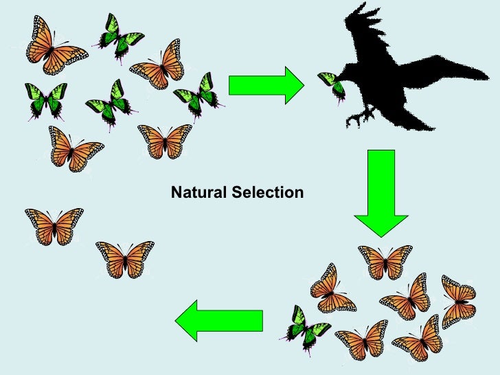 Block2 Natural Selection Block2 Natural Selection