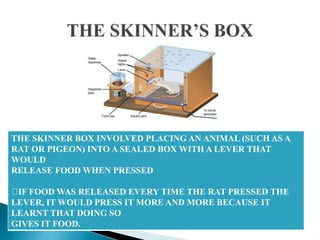 THE SKINNER BOX INVOLVED PLACING AN ANIMAL (SUCH AS A
RAT OR PIGEON) INTO A SEALED BOX WITH A LEVER THAT
WOULD
RELEASE FOOD WHEN PRESSED
IF FOOD WAS RELEASED EVERY TIME THE RAT PRESSED THE
LEVER, IT WOULD PRESS IT MORE AND MORE BECAUSE IT
LEARNT THAT DOING SO
GIVES IT FOOD.
 