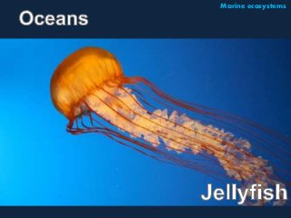 Marine ecosystems 
 