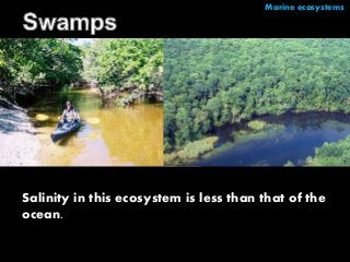 Marine ecosystems 
Salinity in this ecosystem is less than that of the 
ocean. 
 