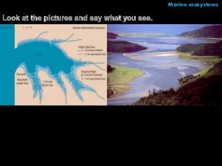 Marine ecosystems 
 
