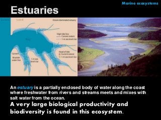 Marine ecosystems 
An estuary is a partially enclosed body of water along the coast 
where freshwater from rivers and streams meets and mixes with 
salt water from the ocean. 
A very large biological productivity and 
biodiversity is found in this ecosystem. 
 