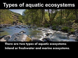 SALTWATER 
SALTWATER 
SALTWATER 
FRESHWATER 
FRESHWATER 
FRESHWATER 
FRESHWATER 
 