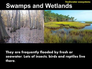 freshwater ecosystems 
 