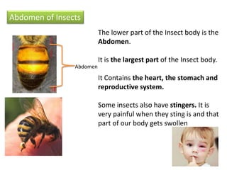 Abdomen of Insects
Abdomen
The lower part of the Insect body is the
Abdomen.
It is the largest part of the Insect body.
It Contains the heart, the stomach and
reproductive system.
Some insects also have stingers. It is
very painful when they sting is and that
part of our body gets swollen
 