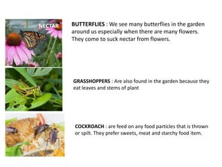 NECTAR BUTTERFLIES : We see many butterflies in the garden
around us especially when there are many flowers.
They come to suck nectar from flowers.
GRASSHOPPERS : Are also found in the garden because they
eat leaves and stems of plant
COCKROACH : are feed on any food particles that is thrown
or spilt. They prefer sweets, meat and starchy food item.
 
