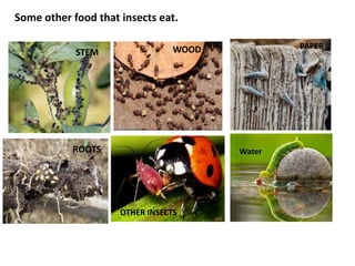 STEM
ROOTS
WOOD
OTHER INSECTS
PAPER
Water
Some other food that insects eat.
 