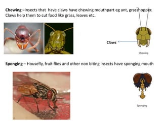 Chewing –insects that have claws have chewing mouthpart eg ant, grasshopper.
Claws help them to cut food like grass, leaves etc.
Sponging – Housefly, fruit flies and other non biting insects have sponging mouth
Claws
 