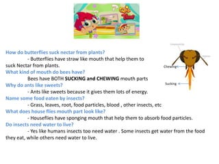 How do butterflies suck nectar from plants?
- Butterflies have straw like mouth that help them to
suck Nectar from plants.
What kind of mouth do bees have?
Bees have BOTH SUCKING and CHEWING mouth parts
Why do ants like sweets?
- Ants like sweets because it gives them lots of energy.
Name some food eaten by insects?
- Grass, leaves, root, food particles, blood , other insects, etc
What does house flies mouth part look like?
- Houseflies have sponging mouth that help them to absorb food particles.
Do insects need water to live?
- Yes like humans insects too need water . Some insects get water from the food
they eat, while others need water to live.
Chewing
Sucking
 