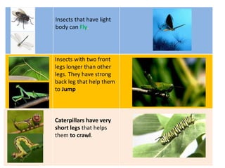 Insects that have light
body can Fly.
Insects with two front
legs longer than other
legs. They have strong
back leg that help them
to Jump
Caterpillars have very
short legs that helps
them to crawl.
 