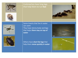Cockroaches have long legs
that help them to run fast
Some Insects that live in water
can swim
They have skinny body and legs
that helps them stay on top of
water
Others have short fat legs that
help them move quickly in water
 