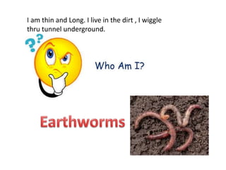 I am thin and Long. I live in the dirt , I wiggle
thru tunnel underground.
 