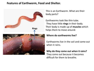 Features of Earthworm, Food and Shelter.
This is an Earthworm. What are their
body parts?
Earthworms look like thin tube.
They have little rings in their body.
Their body is made up of muscles which
helps them to move around.
Rings
Where do earthworms live?
Earthworms live in the soil and come out
when it rains.
Why do they come out when it rains?
They come out because it becomes
difficult for them to breathe.
 