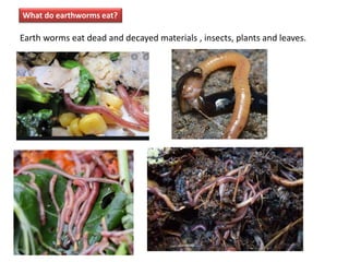 Earth worms eat dead and decayed materials , insects, plants and leaves.
What do earthworms eat?
 