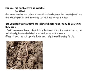Can you call earthworms as Insects?
No. Why?
-Because earthworms do not have three body parts like Insects(what are
the 3 body part?), and also they do not have wings and legs
-Do you know Earthworms are Farmers best Friend? Why do you think
they are ?
- Earthworms are famers best friend because when they come out of the
soil, the dig holes which helps air and water to the roots.
-They mix up the soil upside down and help the soil to stay fertile.
 
