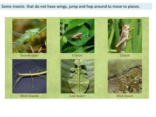 Some insects that do not have wings, jump and hop around to move to places.
 