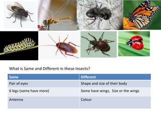 What is Same and Different in these Insects?
Same Different
Pair of eyes Shape and size of their body
6 legs (some have more) Some have wings, Size or the wings
Antenna Colour
 