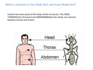 What is common in Our Body Part and Insect Body Part?
Insects have some parts of the body similar to humans. The HEAD,
THORAX(Chest of human) and ABDOMEN(Below the chest) are common
between human and insects.
 