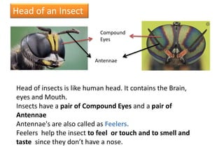 Head of an Insect
Compound
Eyes
Antennae
Head of insects is like human head. It contains the Brain,
eyes and Mouth.
Insects have a pair of Compound Eyes and a pair of
Antennae
Antennae's are also called as Feelers.
Feelers help the insect to feel or touch and to smell and
taste since they don’t have a nose.
 