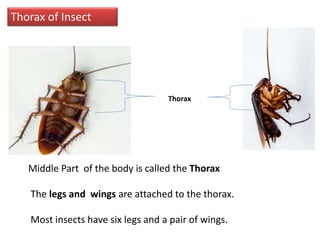 Thorax of Insect
Middle Part of the body is called the Thorax
The legs and wings are attached to the thorax.
Most insects have six legs and a pair of wings.
Thorax
 