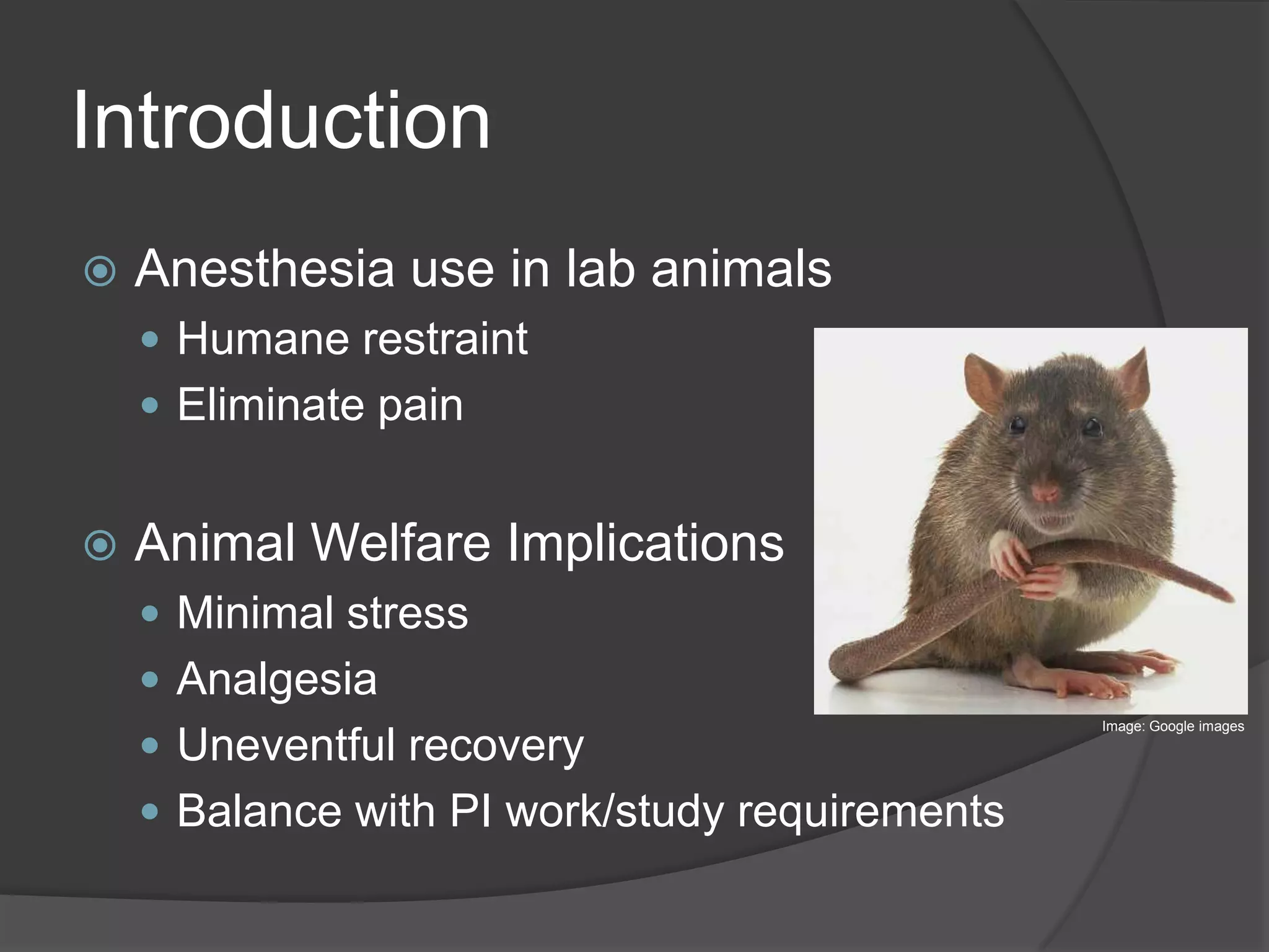 Sedated Rats Rat Anesthesia | PPTX