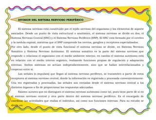 DIVISION DEL SISTEMA NERVIOSO PERIFÉRICO
El sistema nervioso está constituido por el tejido nervioso del organismo y los elementos de soporte
asociados. Desde un punto de vista estructural o anatómico, el sistema nervioso se divide en dos; el
Sistema Nervioso Central (SNC) y el Sistema Nervioso Periférico (SNP). El SNC está formado por el cerebro
y la medula espinal, mientras que el SNP comprende los nervios, ganglios y receptores especializados.
Por otro lado, desde el punto de vista funcional el sistema nervioso se divide, en Sistema Nervioso
Somático y Sistema Nervioso Autónomo. El sistema somático es la parte del sistema nervioso que
responde o relaciona el organismo con el medio ambiente externo, en cambio el sistema autónomo está
en relación con el medio interno orgánico, realizando funciones propias de regulación y adaptación
internas. Ambos sistemas no actúan independientemente, sino que se hallan interrelacionados y
cooperan entre sí.
Las señales (o impulsos) que llegan al sistema nervioso periférico, se transmiten a partir de estos
receptores al sistema nervioso central, donde la información es registrada y procesada convenientemente.
Una vez registradas y procesadas, las señales son enviadas desde el sistema nervioso central a los
distintos órganos a fin de proporcionar las respuestas adecuadas.
Existen autores que no distinguen el sistema nervioso autónomo como tal, pues tiene parte de sí en
el sistema nervioso central y otra parte dentro del sistema nervioso periférico. Es el encargado de
coordinar las actividades que realiza el individuo, así como sus funciones internas. Para su estudio se
divide en:
 