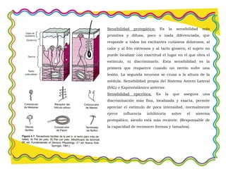 Sensibilidad protopática: Es la sensibilidad más
primitiva y difusa, poco o nada diferenciada, que
responde a todos los excitantes cutáneos dolorosos, al
calor y al frío extremos y al tacto grosero; el sujeto no
puede localizar con exactitud el lugar en el que obra el
estímulo, ni discriminarlo. Esta sensibilidad es la
primera que reaparece cuando un nervio sufre una
lesión. La segunda neurona se cruza a la altura de la
médula. Sensibilidad propia del Sistema Antero Lateral
(SAL) o Espinotalámico anterior.
Sensibilidad epicrítica: Es la que asegura una
discriminación más fina, localizada y exacta, permite
apreciar el estímulo de poca intensidad, normalmente
ejerce influencia inhibitoria sobre el sistema
protopático, siendo está más reciente. (Responsable de
la capacidad de reconocer formas y tamaños).
 