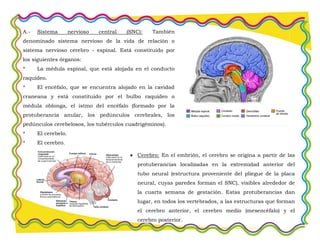 A.- Sistema nervioso central (SNC): También
denominado sistema nervioso de la vida de relación o
sistema nervioso cerebro - espinal. Está constituido por
los siguientes órganos:
* La médula espinal, que está alojada en el conducto
raquídeo.
* El encéfalo, que se encuentra alojado en la cavidad
craneana y está constituido por el bulbo raquídeo o
médula oblonga, el istmo del encéfalo (formado por la
protuberancia anular, los pedúnculos cerebrales, los
pedúnculos cerebelosos, los tubérculos cuadrigéminos).
* El cerebelo.
* El cerebro.
Cerebro: En el embrión, el cerebro se origina a partir de las
protuberancias localizadas en la extremidad anterior del
tubo neural (estructura proveniente del pliegue de la placa
neural, cuyas paredes forman el SNC), visibles alrededor de
la cuarta semana de gestación. Estas protuberancias dan
lugar, en todos los vertebrados, a las estructuras que forman
el cerebro anterior, el cerebro medio (mesencéfalo) y el
cerebro posterior.
 