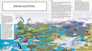 ZONA AUSTRAL
 