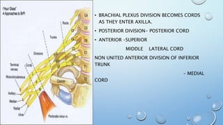 • BRACHIAL PLEXUS DIVISION BECOMES CORDS
AS THEY ENTER AXILLA.
• POSTERIOR DIVISION- POSTERIOR CORD
• ANTERIOR –SUPERIOR
MIDDLE LATERAL CORD
NON UNITED ANTERIOR DIVISION OF INFERIOR
TRUNK
– MEDIAL
CORD
 