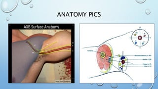 ANATOMY PICS
 