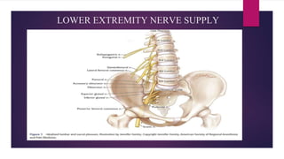 LOWER EXTREMITY NERVE SUPPLY
 