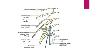 Blocks Lower limb.pptx