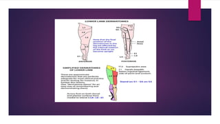 Blocks Lower limb.pptx