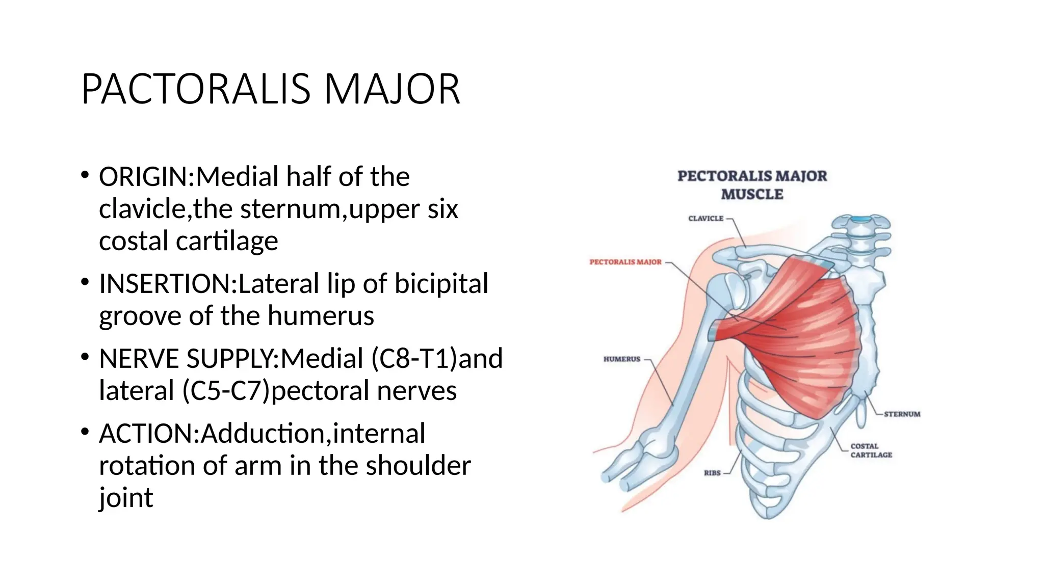 BLOCKS OF CHEST WALL IN ANESTHESIA 1.pptx