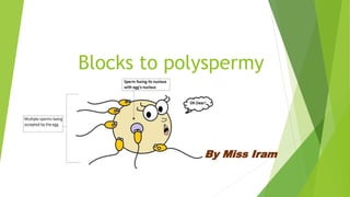 Blocks to polyspermy
By Miss Iram
 