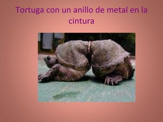 Tortuga con un anillo de metal en la cintura 